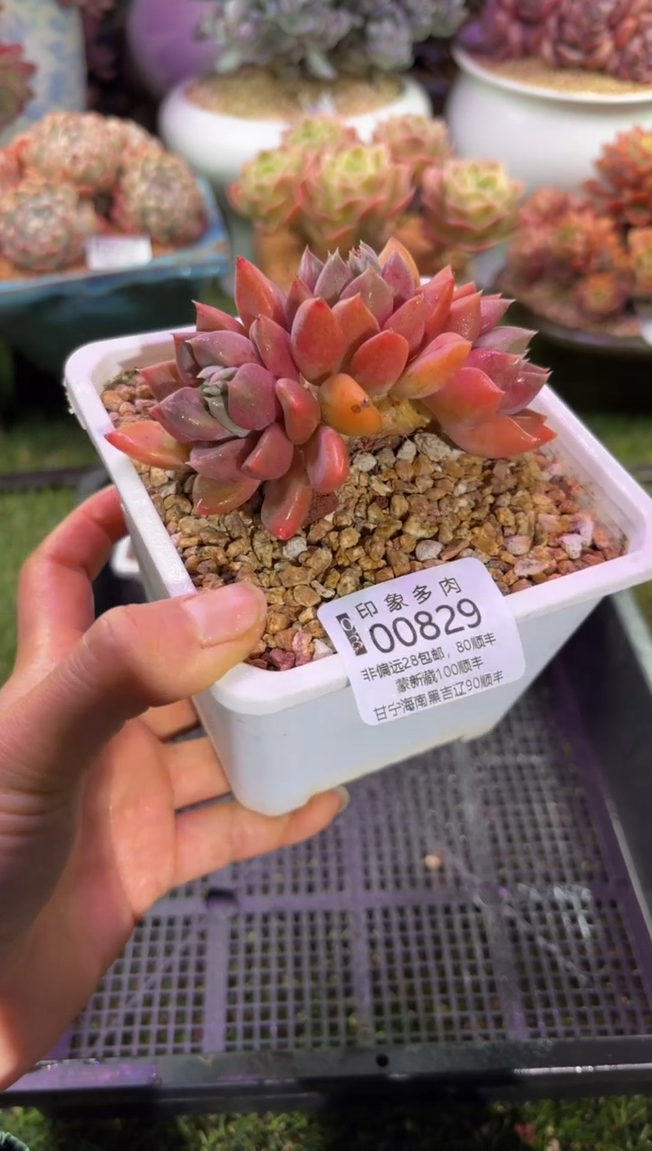 【闪购商品】00829