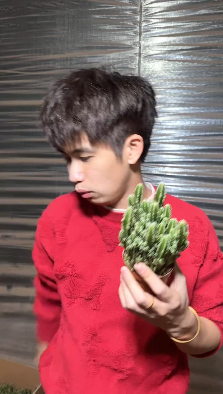 5颗 万重山 群生【带根】