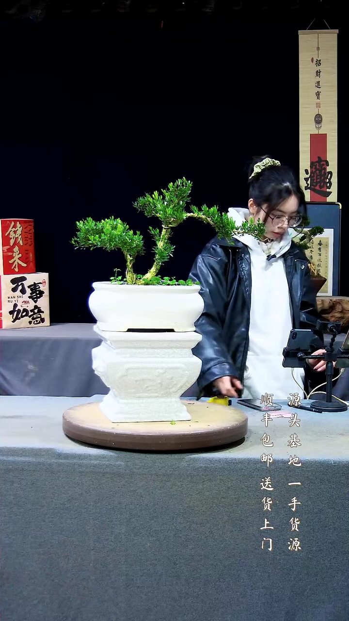 【闪购商品】雀舌黄杨盆景雀舌黄杨盆景