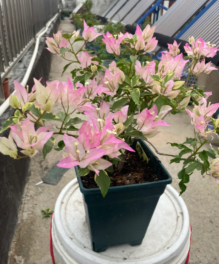 粉蝶 十肆月园艺三角梅袋苗绿植花卉