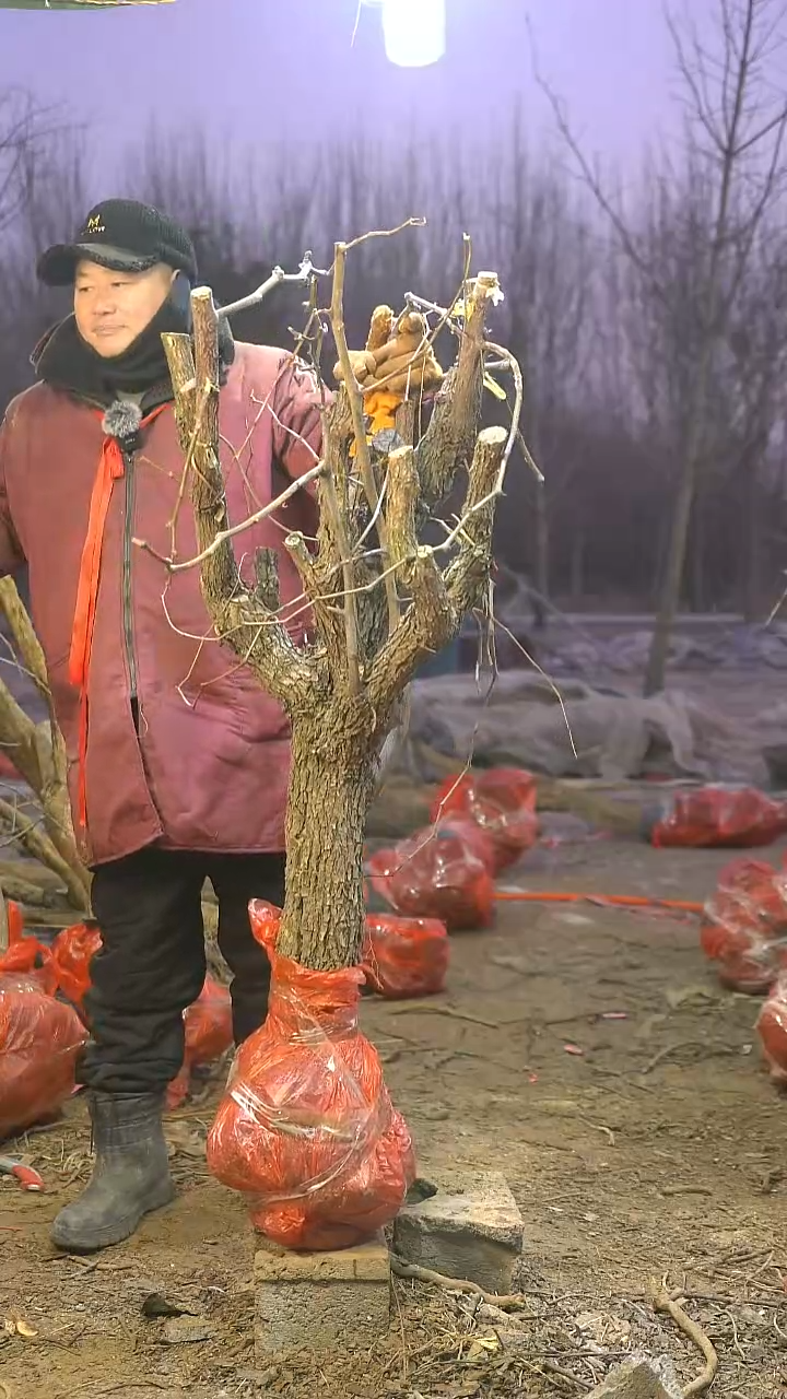 完全开放枣树1061