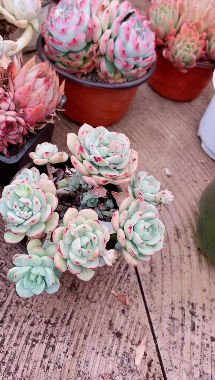 【闪购商品】03618