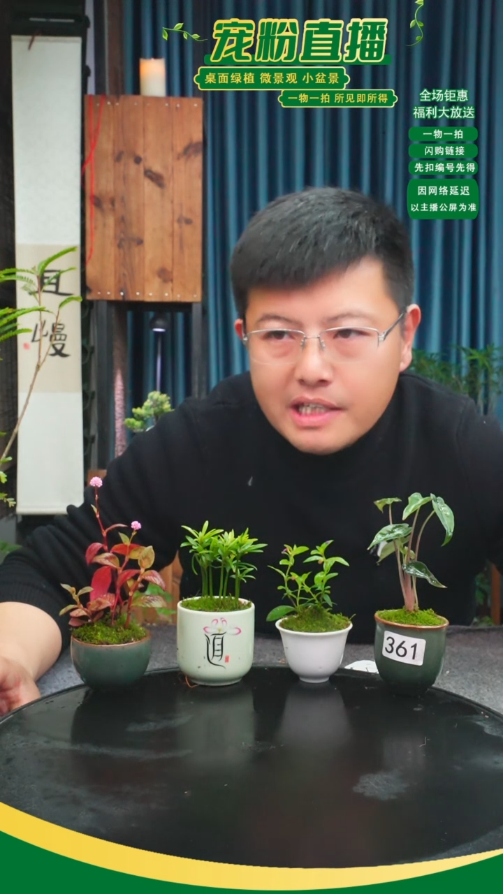 无花朵每**多苔藓微景观361号