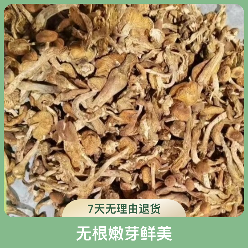 完达山榛蘑手选干货无根【拍一单送一包木耳】