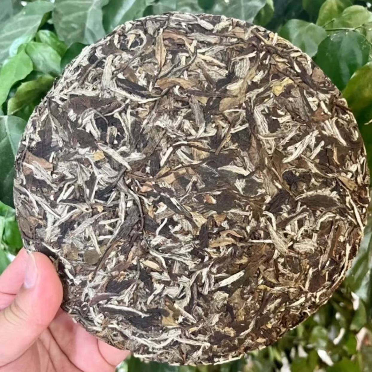 【陈年老牡丹茶饼】2016年老牡丹饼花香蜜韵