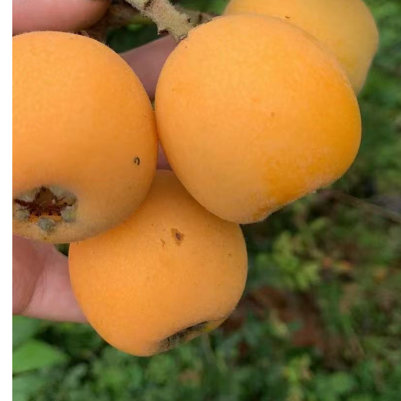 【顺丰包邮】忠县新鲜采摘五星枇杷/60枚装