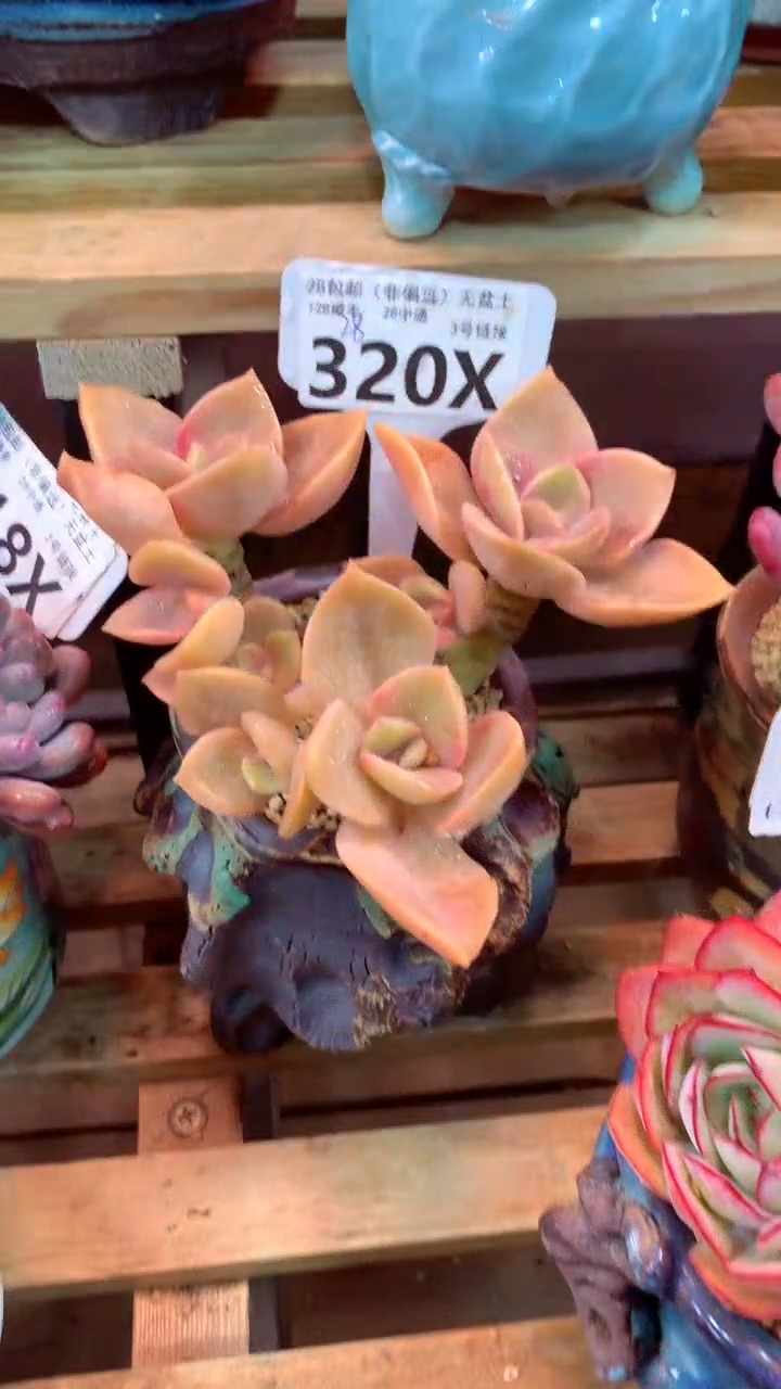 320X（一物一拍，精品多肉，w所见即所得 ）
