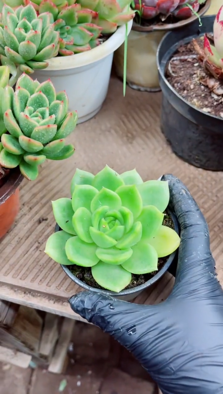 莹*31009多肉植物一物一拍