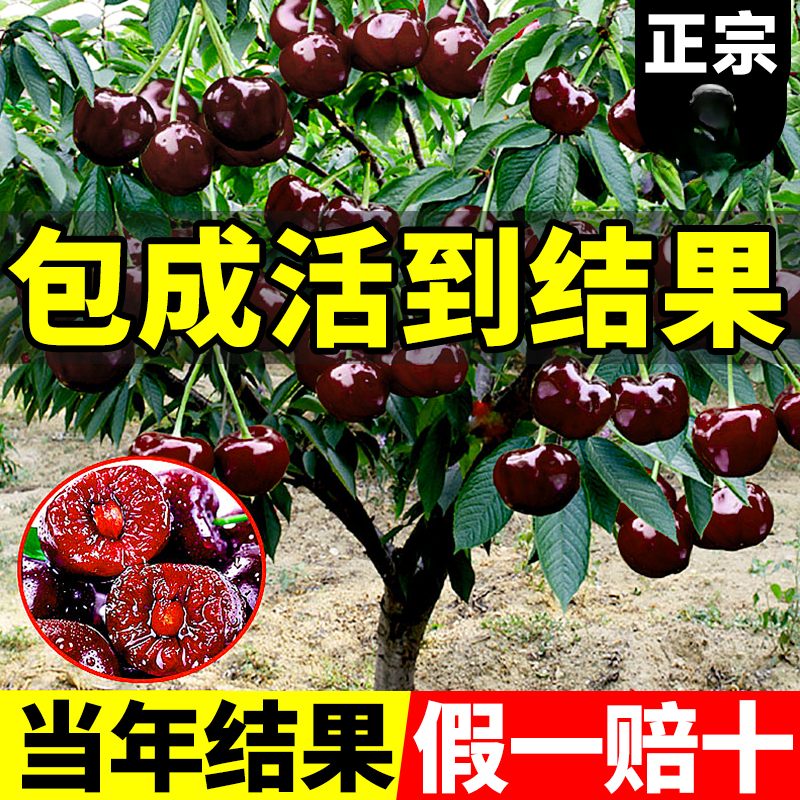 正宗车厘子树苗盆栽矮化黑珍珠里大樱桃树苖果树南方北方种植果苗