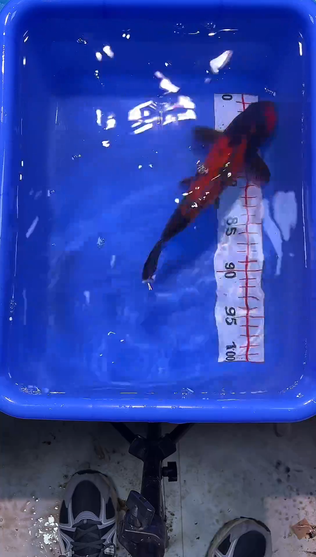 锦鲤锦鲤2026-1-4汇鼎锦鲤--68