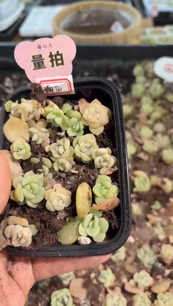 谪仙切糕1盒 量拍混发