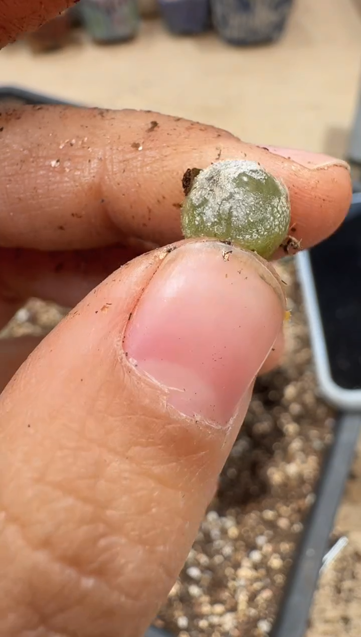 多肉植物肉锥3-129