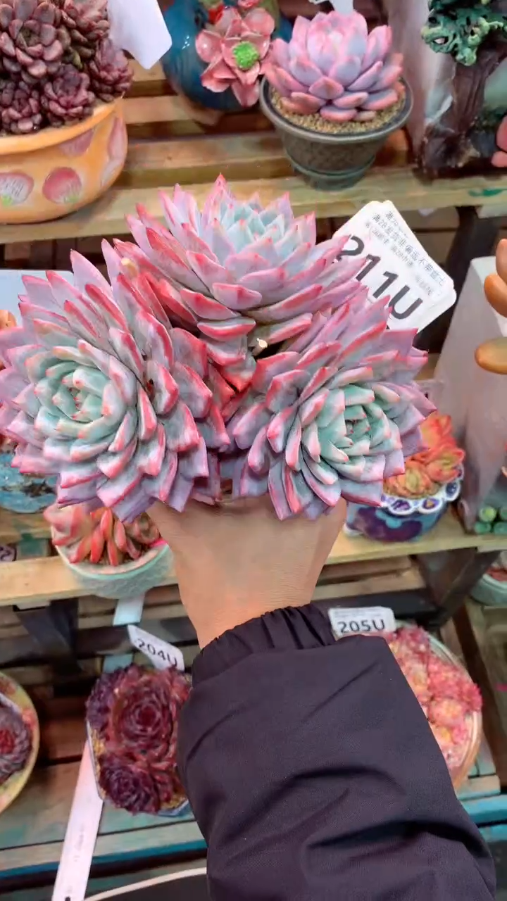 211 U（一物一拍，精品多肉，w所见即所得 ）