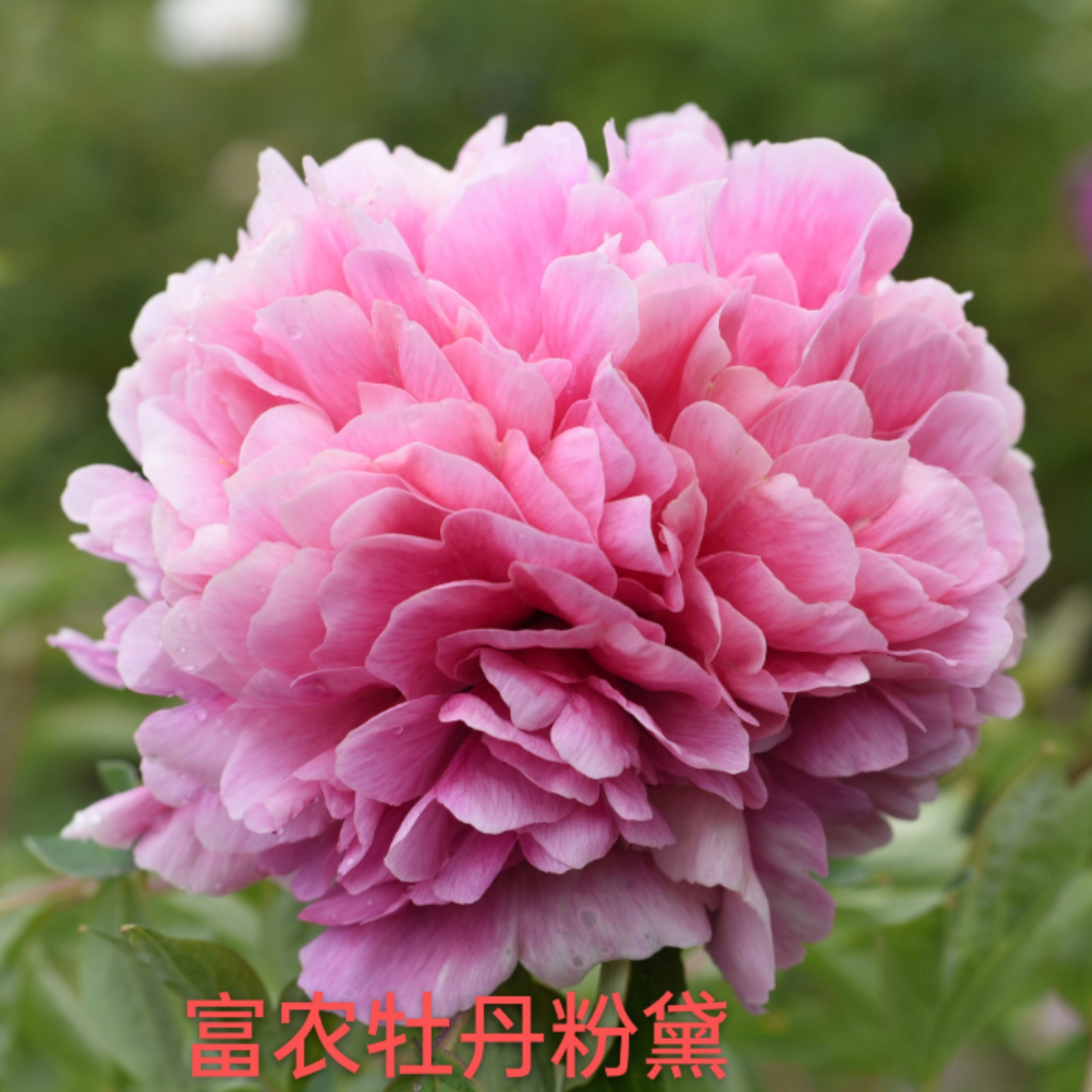 富农紫斑牡丹  粉色系两、三、四年生嫁接苗