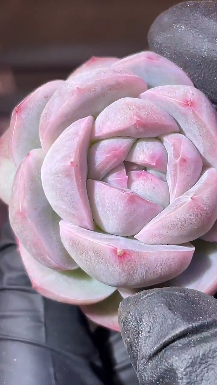 34-43 草莓圣代4-5厘米量拍发1颗