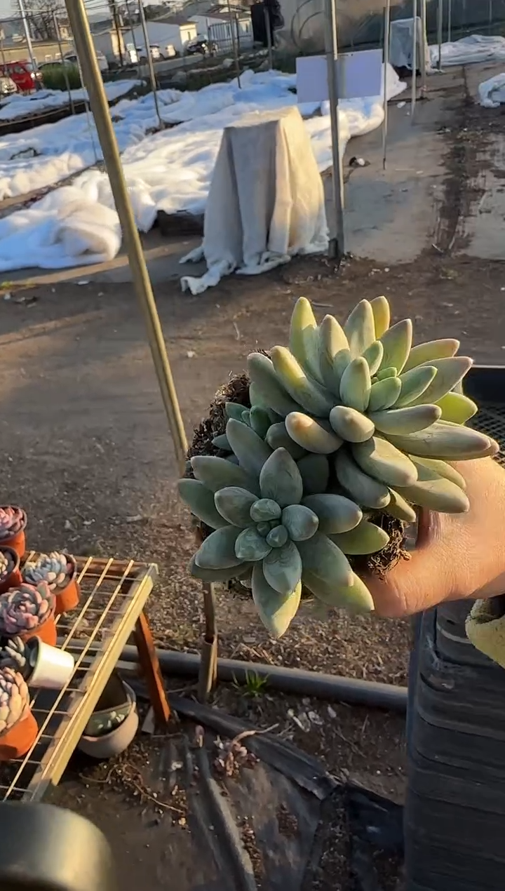 双头起阿蒂斯托 6.8 