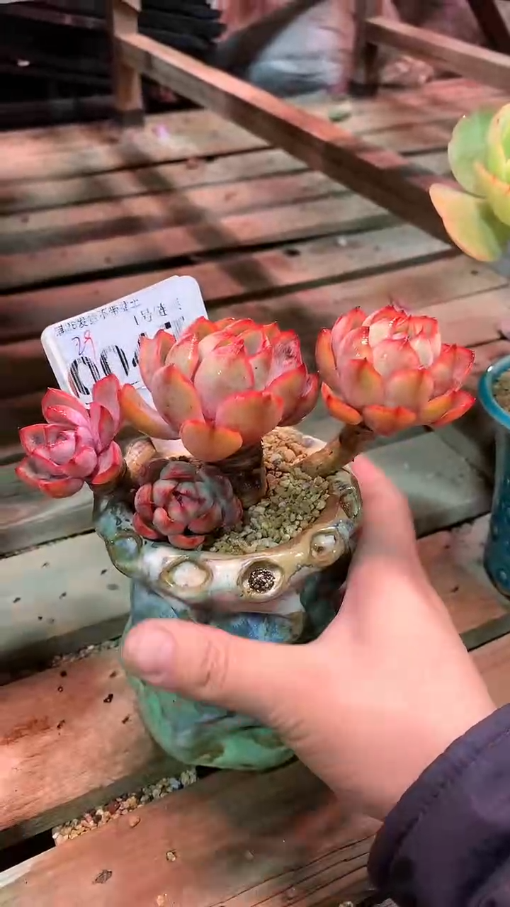 【闪购商品】004ZZZ