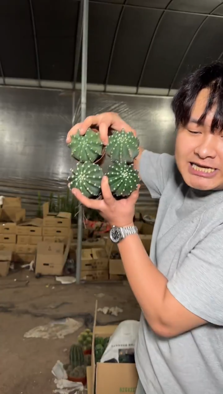 4颗 5-7cm 实生根 短毛丸