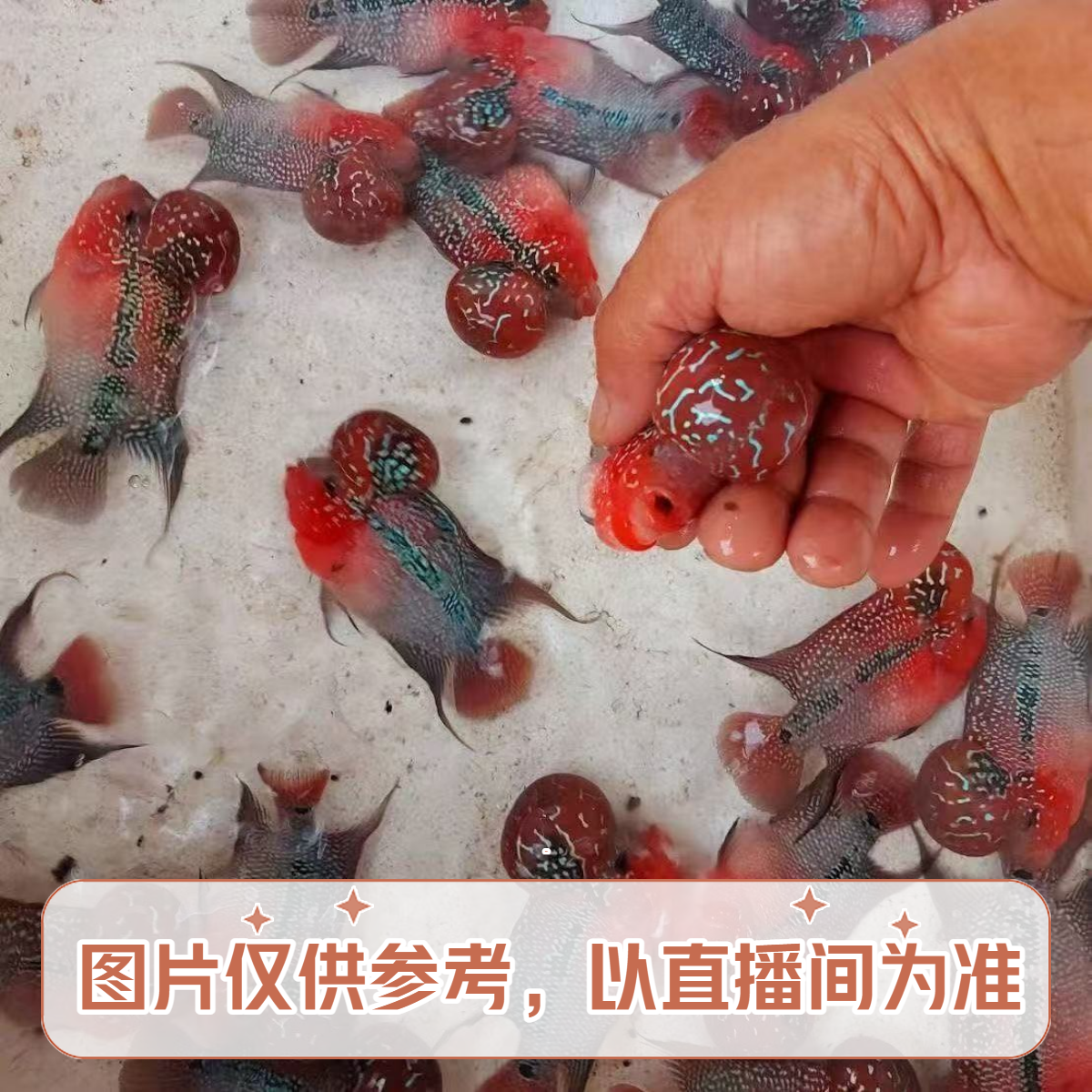 直播间罗汉鱼专拍链接1号