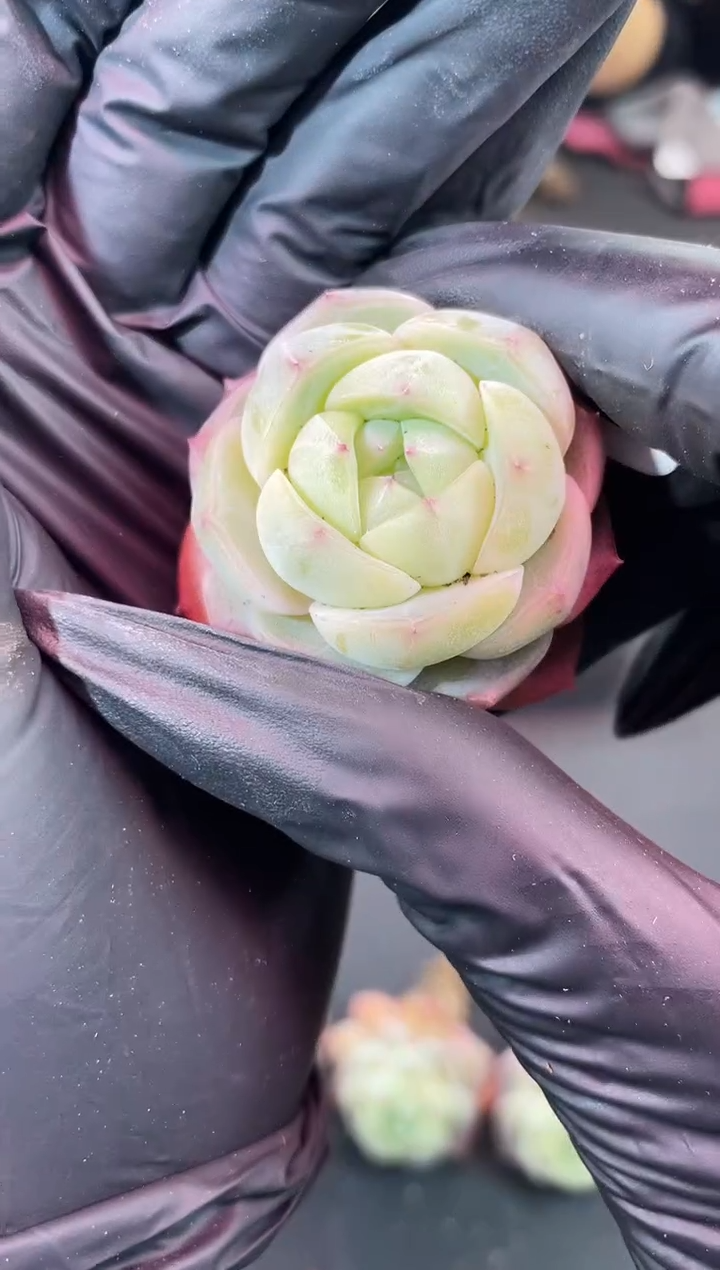 闪购1525 新品多肉一颗 3.5-3.8厘米