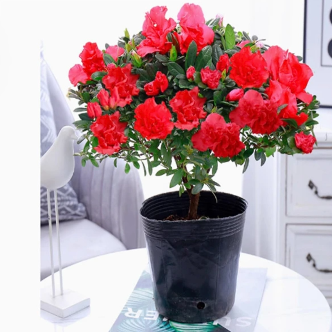 【不带盆】杜鹃花盆栽花卉植物室内花带苞四季开花植物好养易活绿植