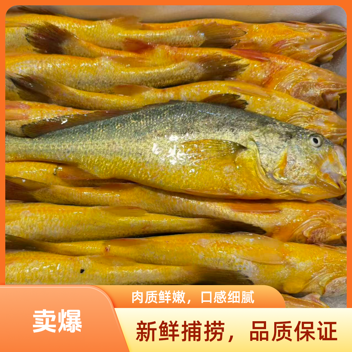 宁德深海抖音图片天气黄花鱼大黄鱼冰鲜发货无土腥味顺丰冷链包邮
