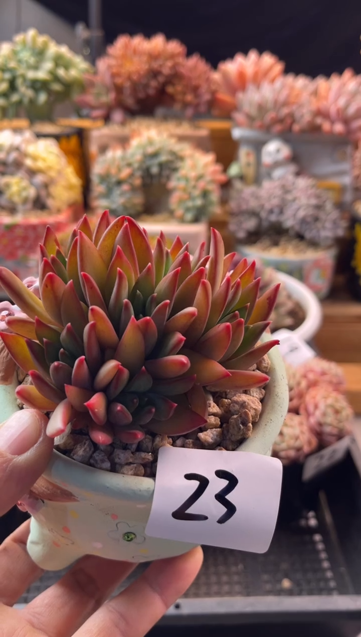 12.21-23皮卡丘11111111