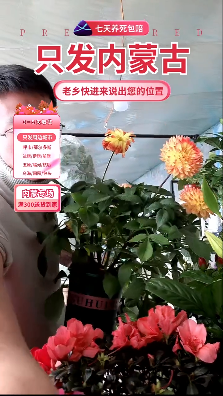 完全开放大颗橙色大丽花
