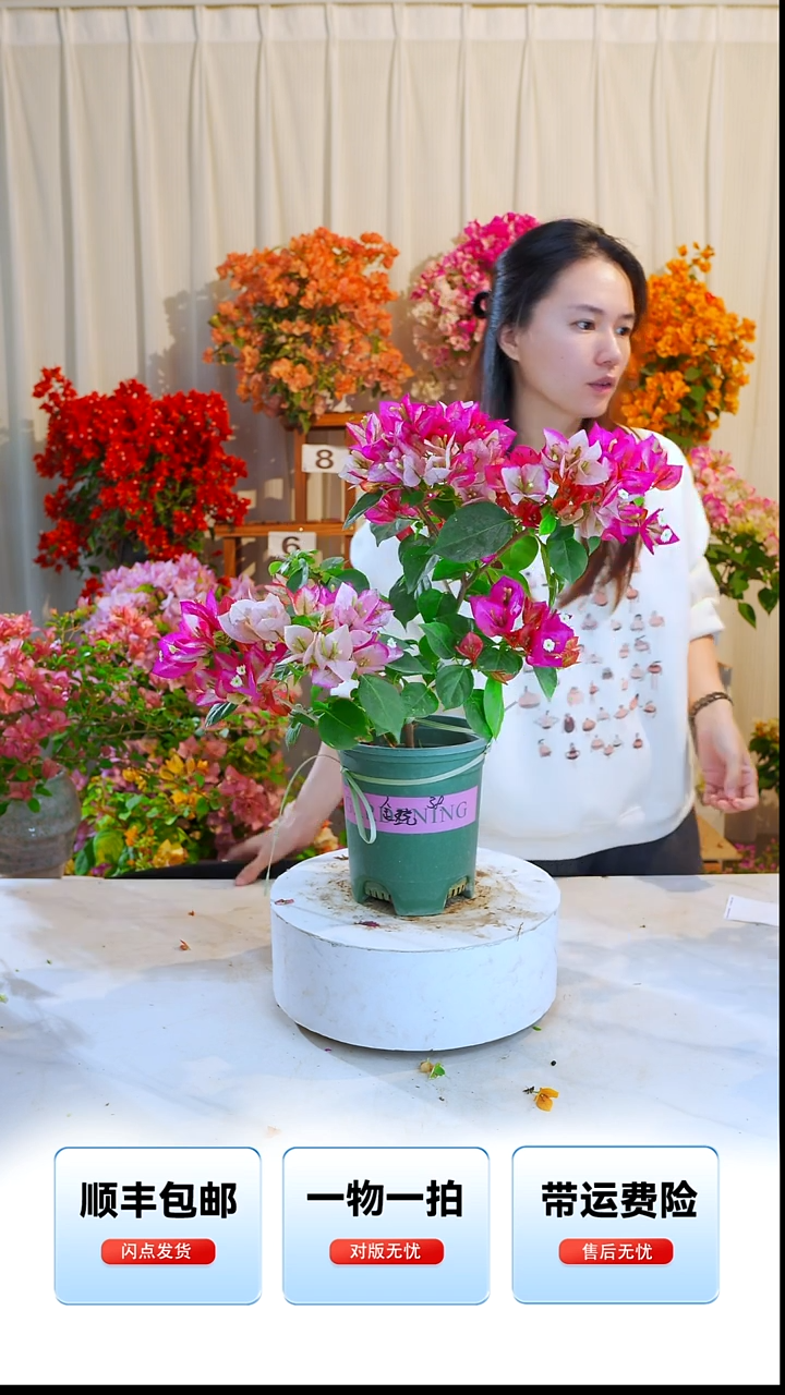 大部分开放少量花苞金绕