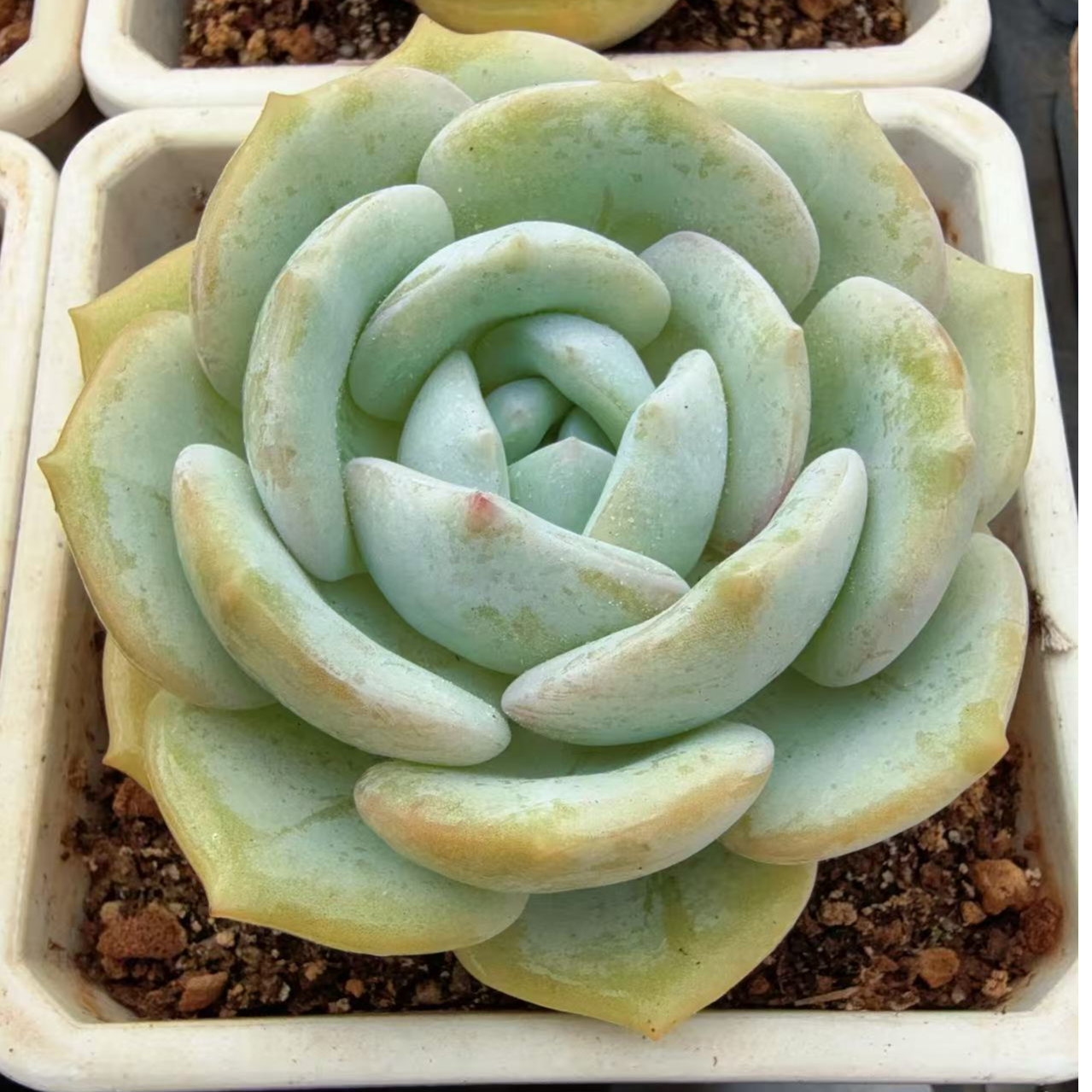 90#初雪单头（4-7cm）脱土