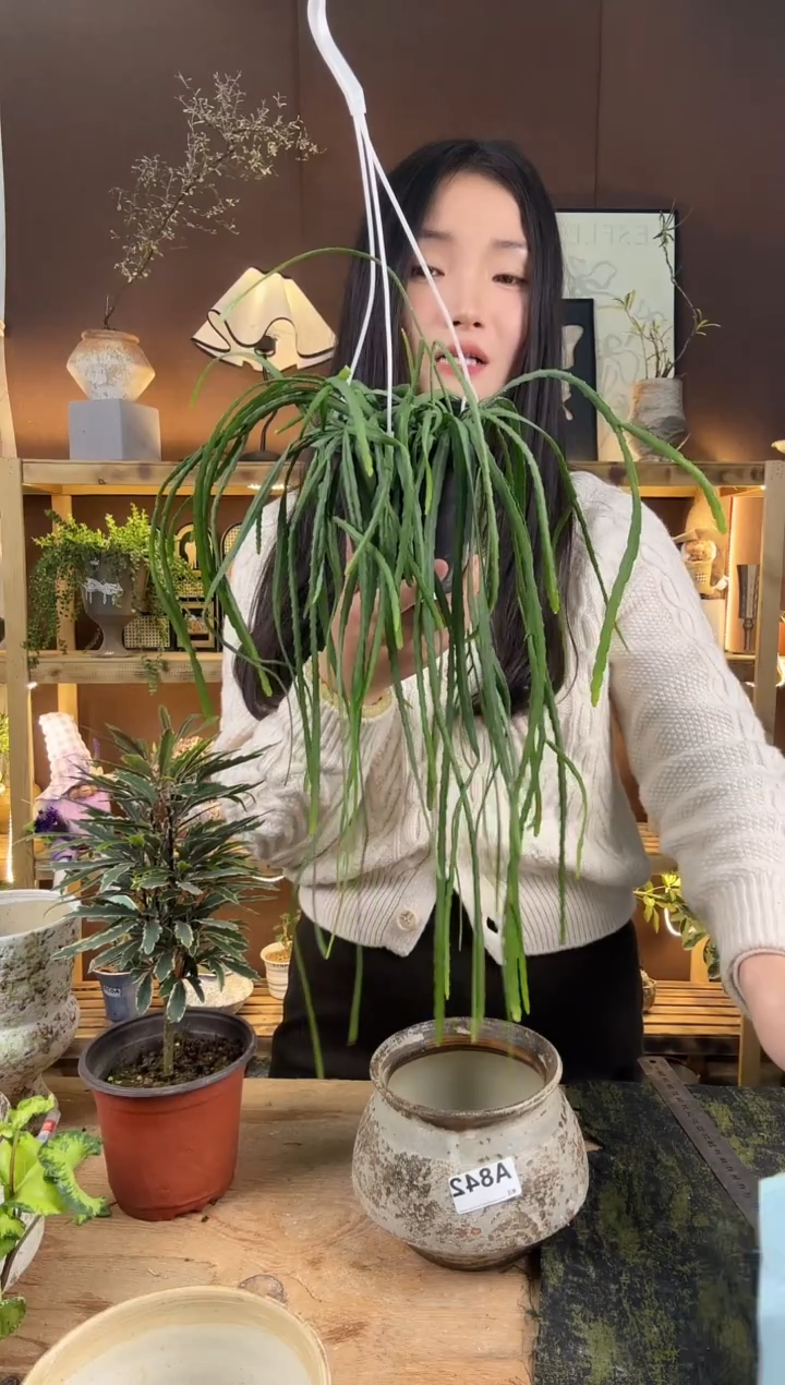 无花朵玻利维亚丝维育苗盆840