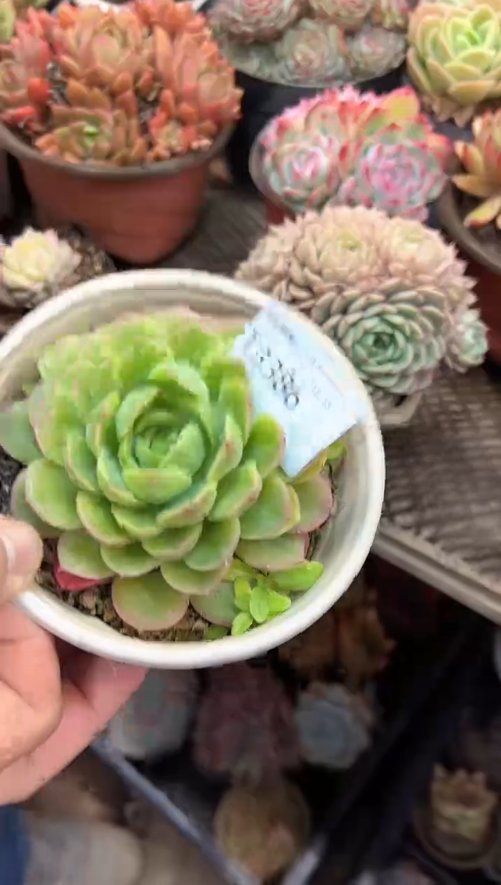 最****?多肉植物一物一拍13386