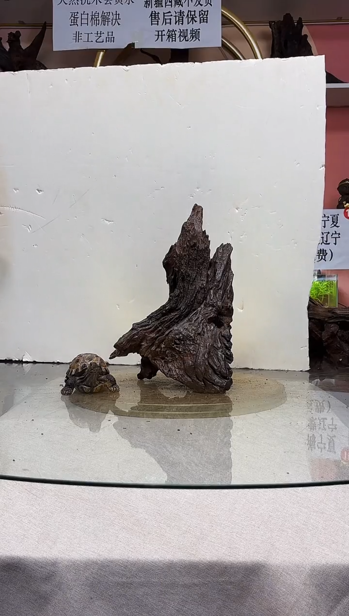 白*༈紫柚木一物一拍A666