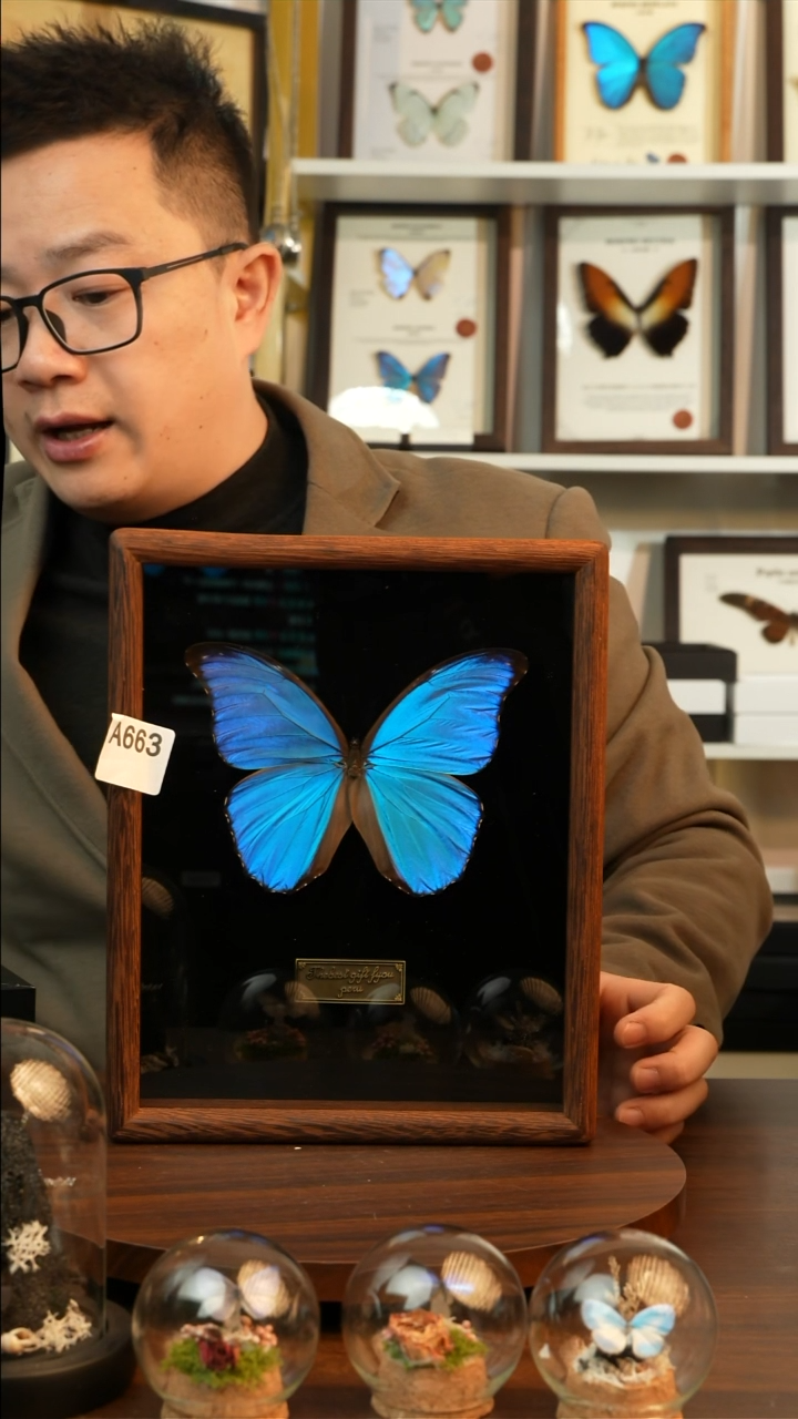 大蓝闪蝶-英文（10寸鸡翅木框）A663