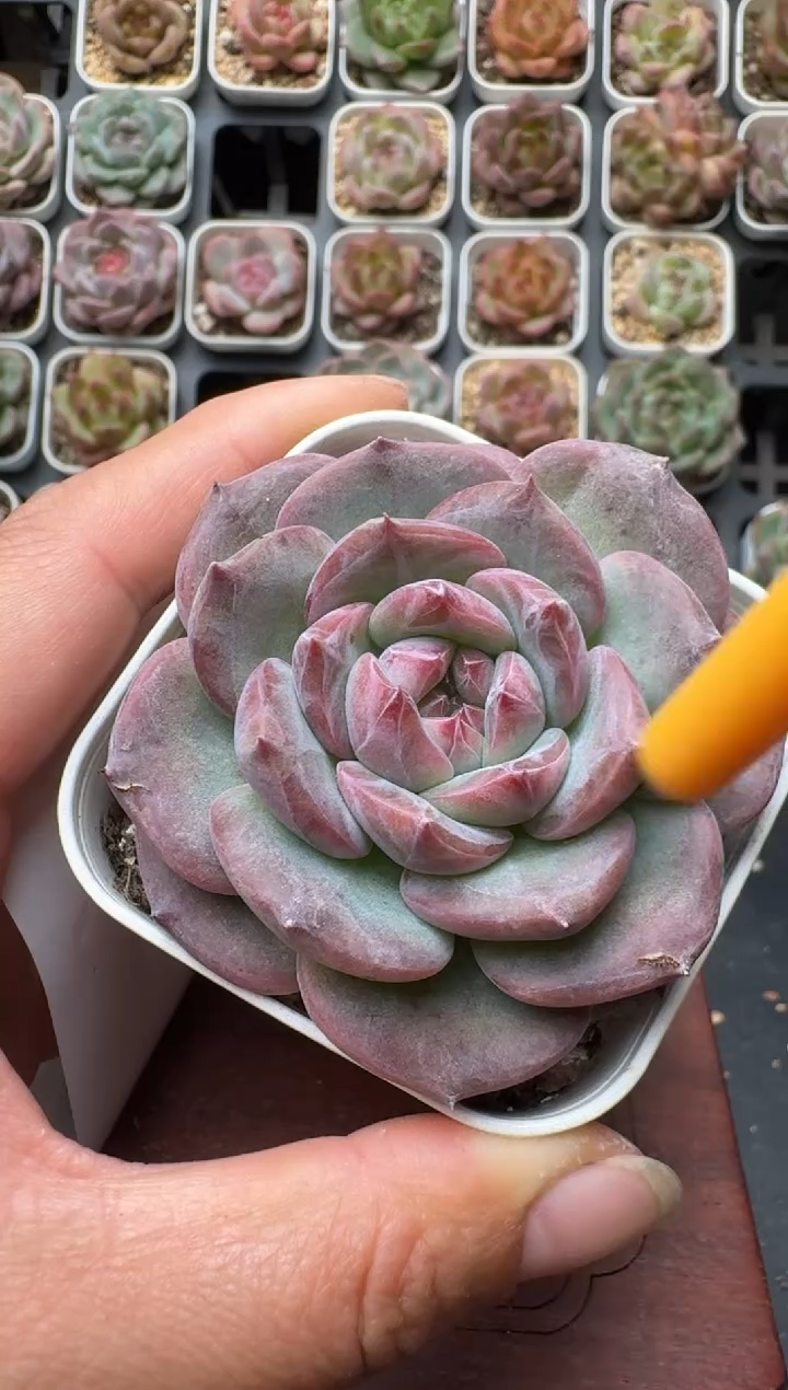702带盆土发 当场拍3颗以上包柚 多肉植物 一物一拍