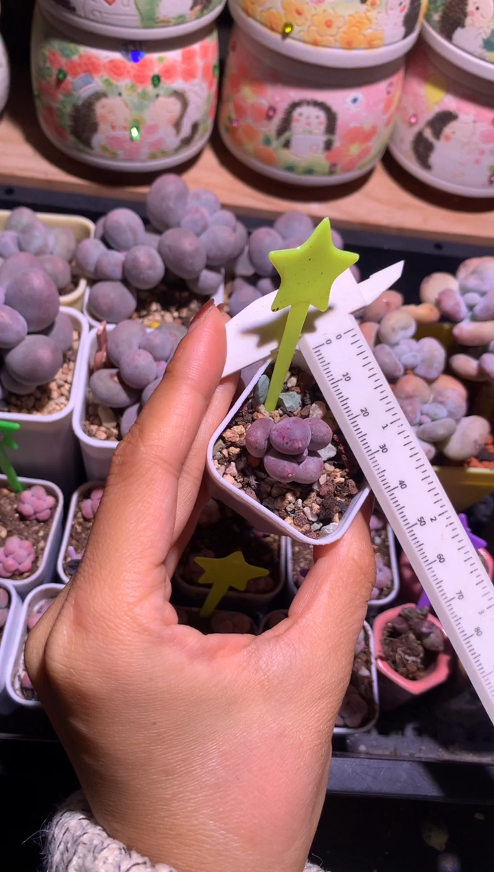 米可奶酪，满28包邮不满发一个叶片到付