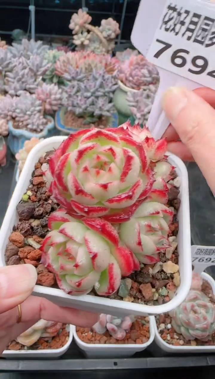 【闪购商品】7694凤凰火