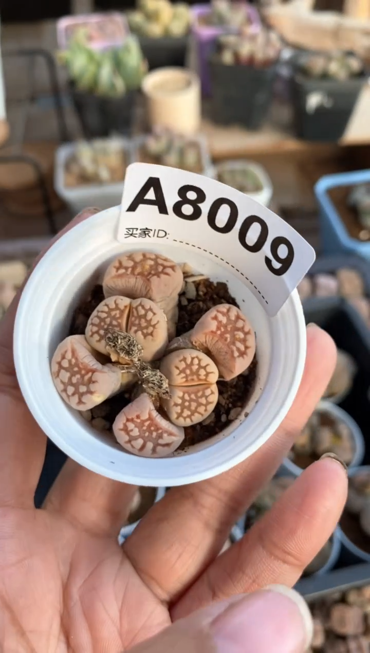 【闪购商品】8009直播一物一拍