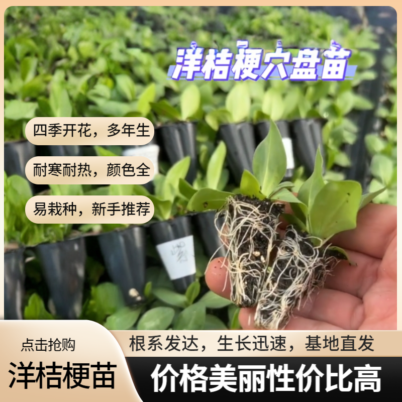【洋桔梗花苗】多年生四季开花耐寒耐热新手容易种室内庭院阳台盆栽