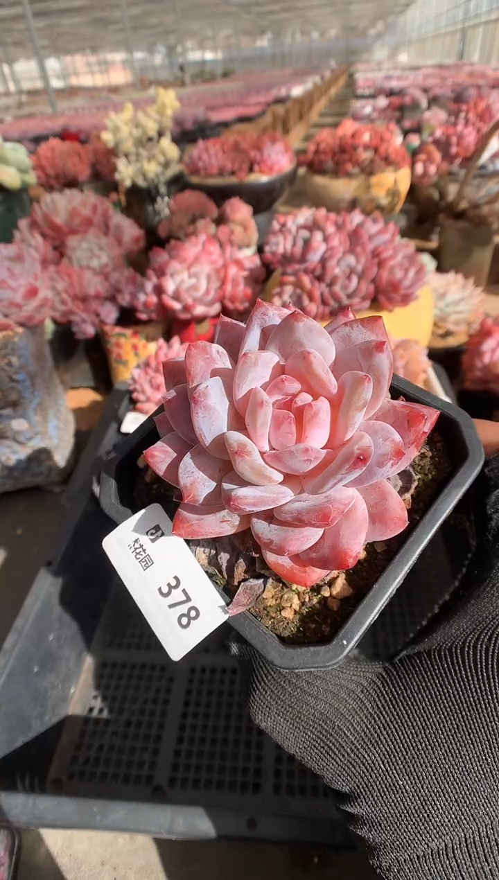 378玫瑰梦露一物一拍888