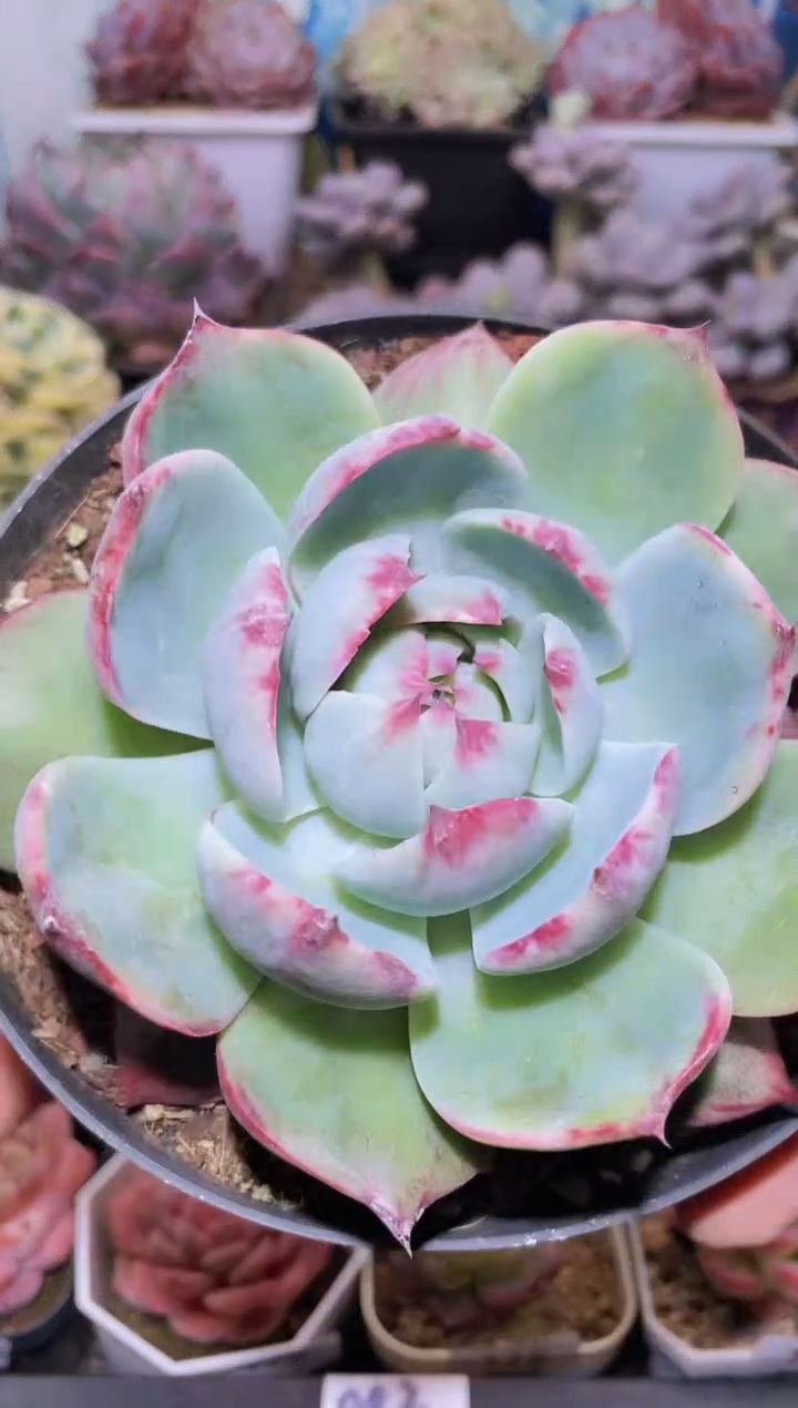 【闪购商品】182惊鸿仙子