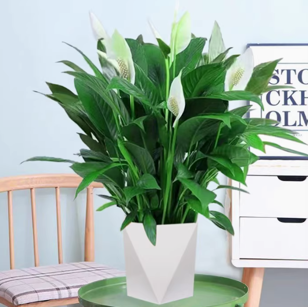 白掌一帆风顺盆栽水培土培办公室内客厅好养四季常青红掌绿植花卉