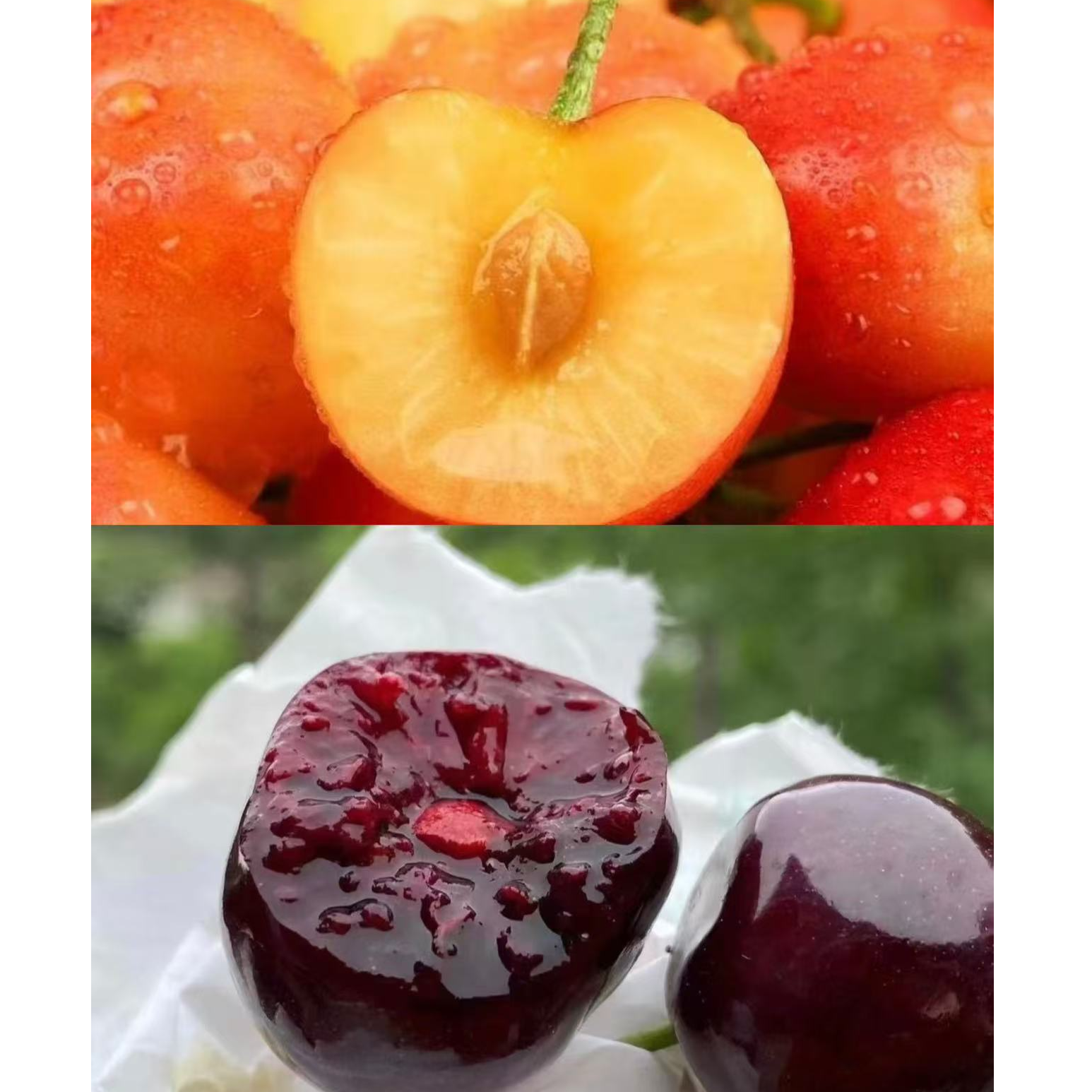 【双拼】四川汉源套袋 冰壶 黑珍珠 露天高山种植 新鲜采摘顺丰空运