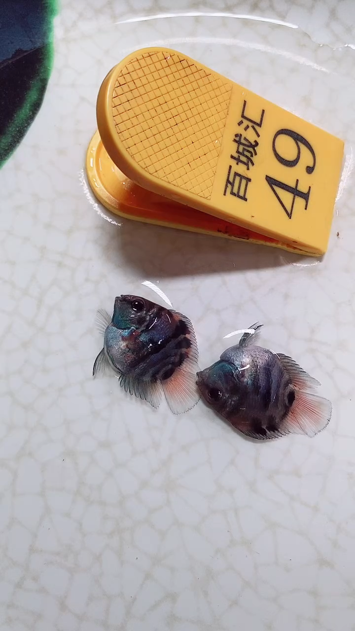 鹦鹉鱼999999999999999999999999999999999999999999999