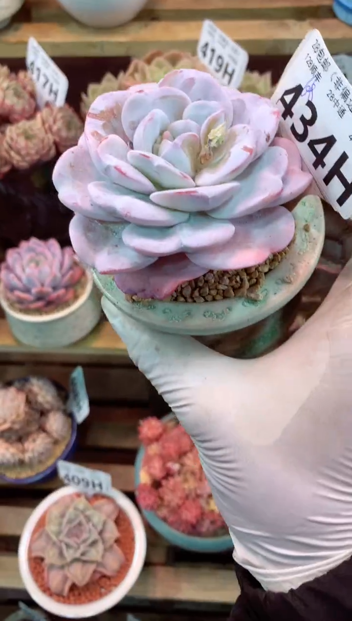 434H（一物一拍，精品多肉，w所见即所得 ）