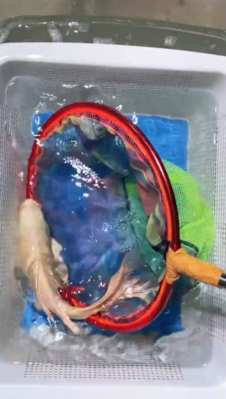 锦鲤锦鲤蝴蝶鲤鱼拍开箱视频包售后