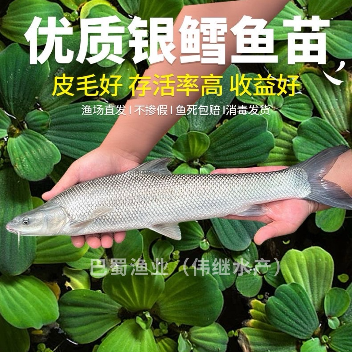优质银鳕鱼淡水养殖大鳞鲃宠物鱼活体鱼苗耐活好养