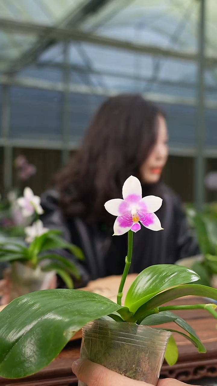 完全开放反射龙交白路德 带浓香 双花箭