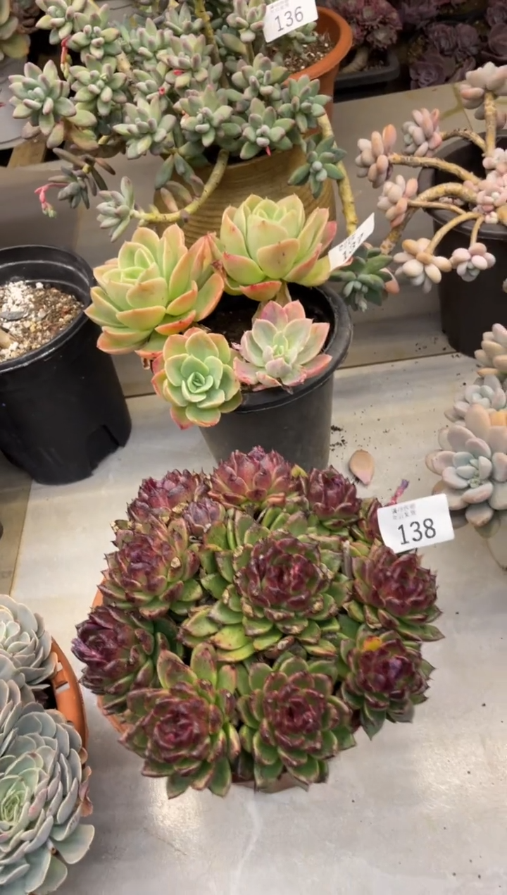 【闪购商品】138水晶有晒伤