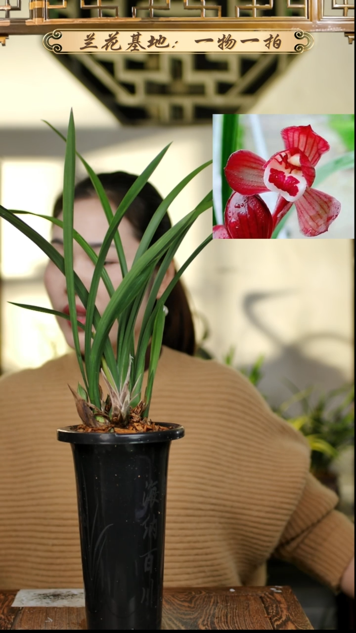 完全开放春剑红荷